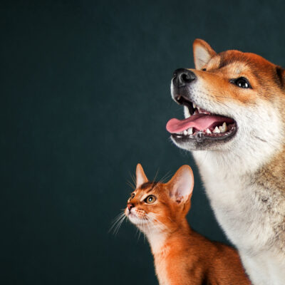 dog and cat